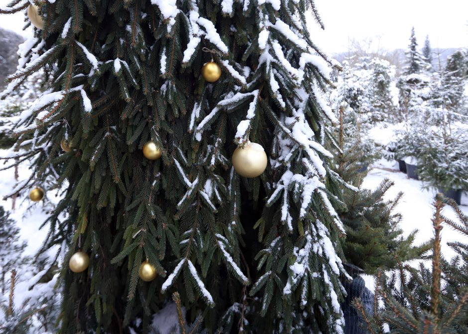 Tikros eglutės paieškos: reikia pigesnės, gražios ir talpinančios daug dovanų