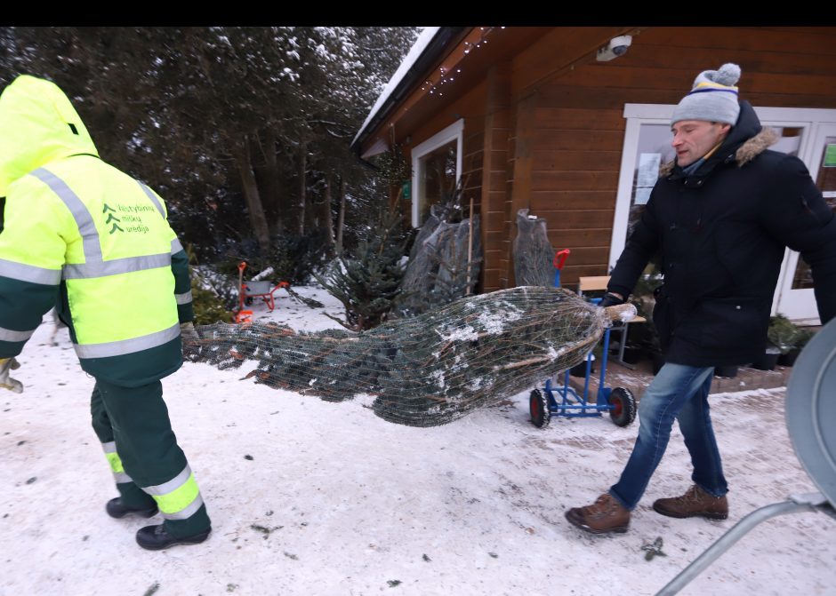 Tikros eglutės paieškos: reikia pigesnės, gražios ir talpinančios daug dovanų