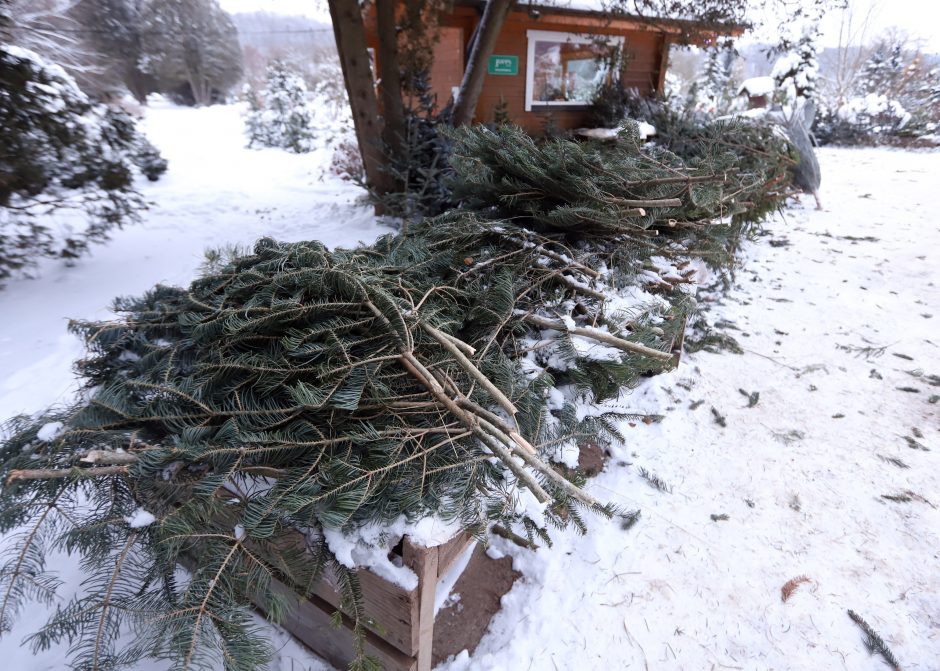 Tikros eglutės paieškos: reikia pigesnės, gražios ir talpinančios daug dovanų