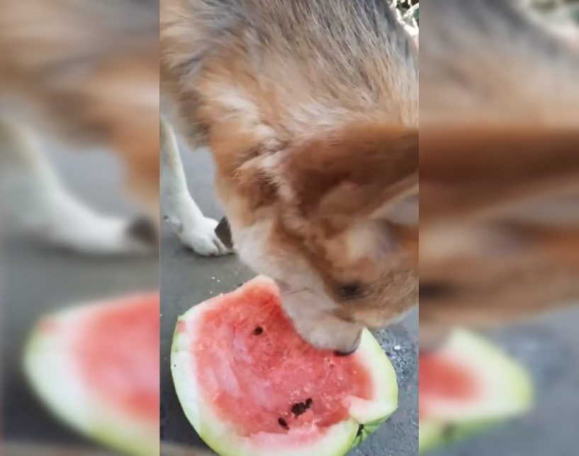 Chersono regione šuo okupantams po nosimi mėgavosi arbūzu