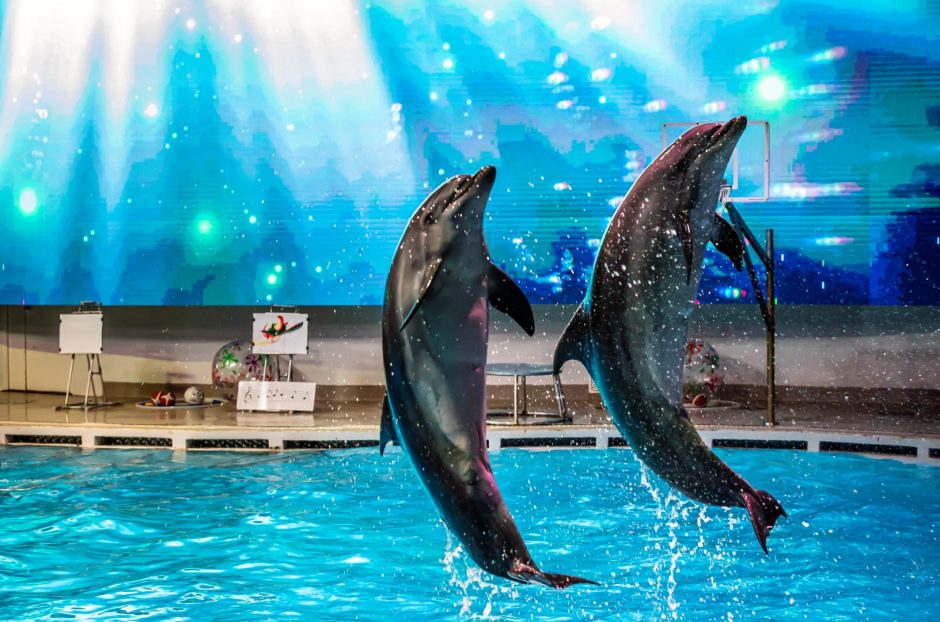 Jautrus kalėdinis delfinų pasirodymas apie stebuklingą kelionę gelbėti tirpstančius ledynus