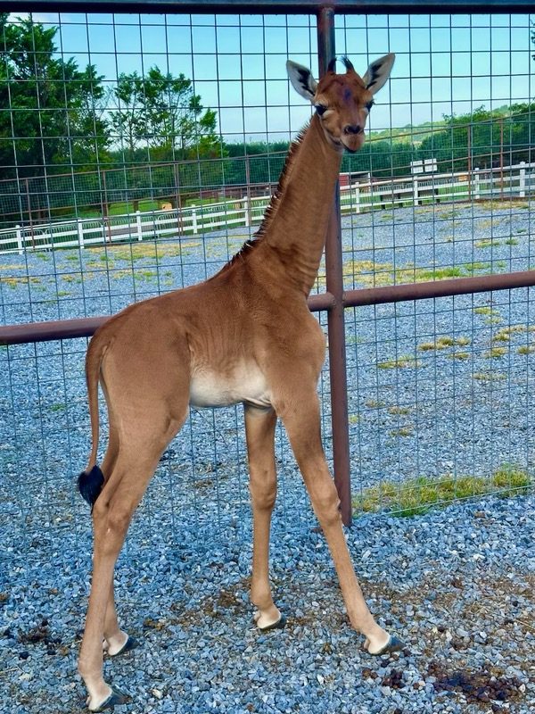 Zoologijos sode gimė žirafa be dėmių: pirmoji tokia pasaulyje?