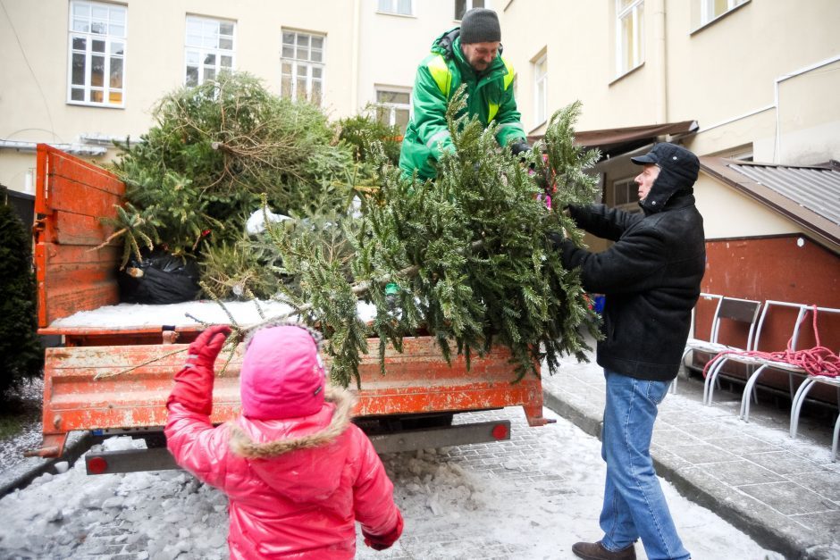 Eglučių surinkimo tvarka Klaipėdos mieste