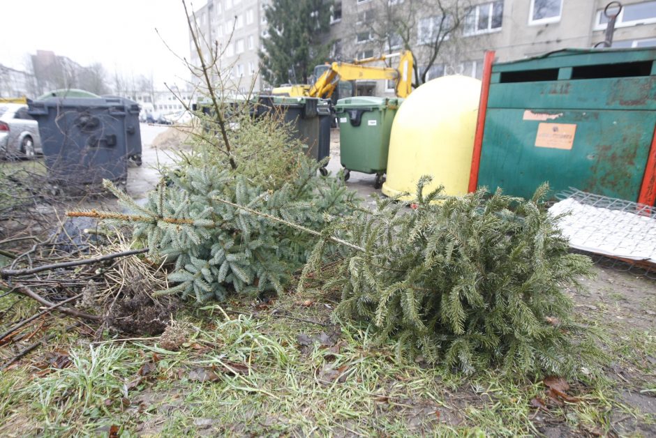 Eglutėms – antras gyvenimas: ką daryti su žaliaskarėmis pasibaigus šventėms?