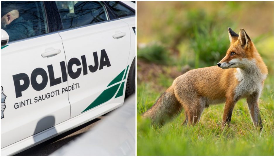 Į kelią išbėgusi lapė sukėlė avariją: sužeistas vairuotojas