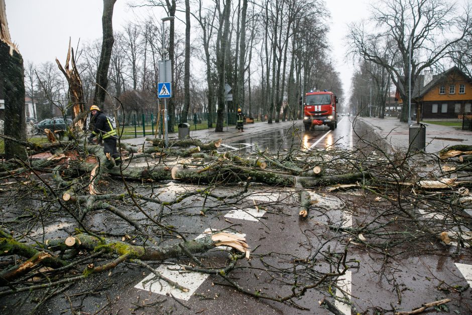 Nuvirtę medžiai vilniečiams vėl kėlė nepatogumų