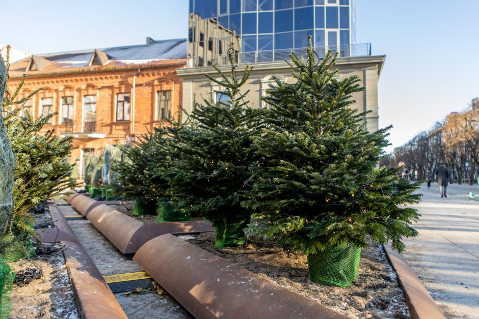 Kauno savivaldybės prieigose kuriamas kalėdinių eglučių parkas