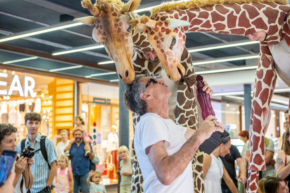 Kaune vis dar blaškosi smalsios žirafos, jas lydi Afrikos ritmai 