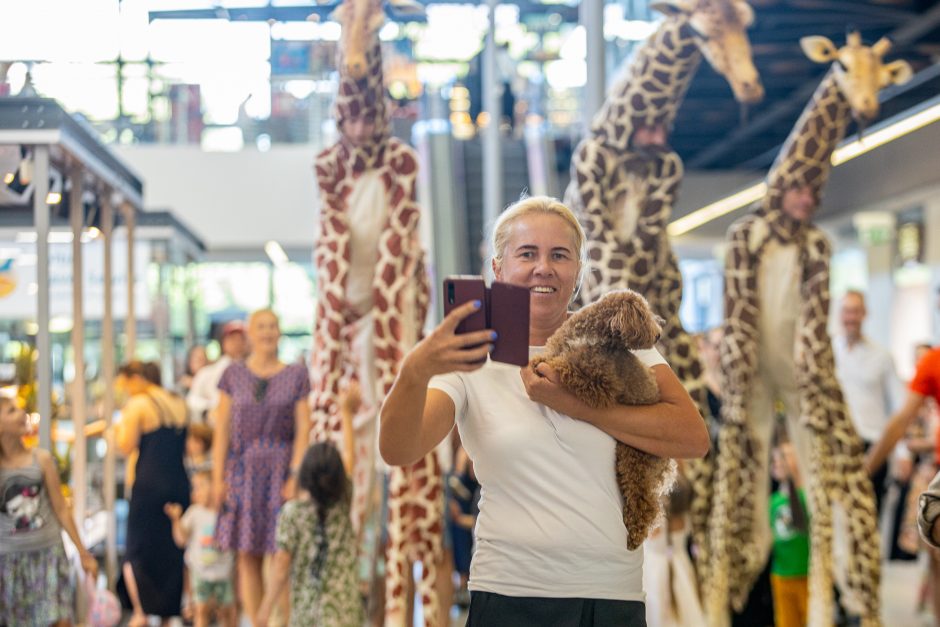 Kaune vis dar blaškosi smalsios žirafos, jas lydi Afrikos ritmai 