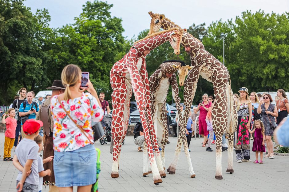 Žirafos atsibeldė iki Kauno pilies