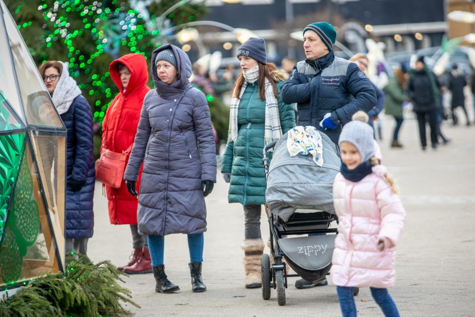 Rotušės aikštėje paskutines dienas skaičiuojanti Kalėdų eglė sulaukė ir kauniečių, ir svečių dėmesio