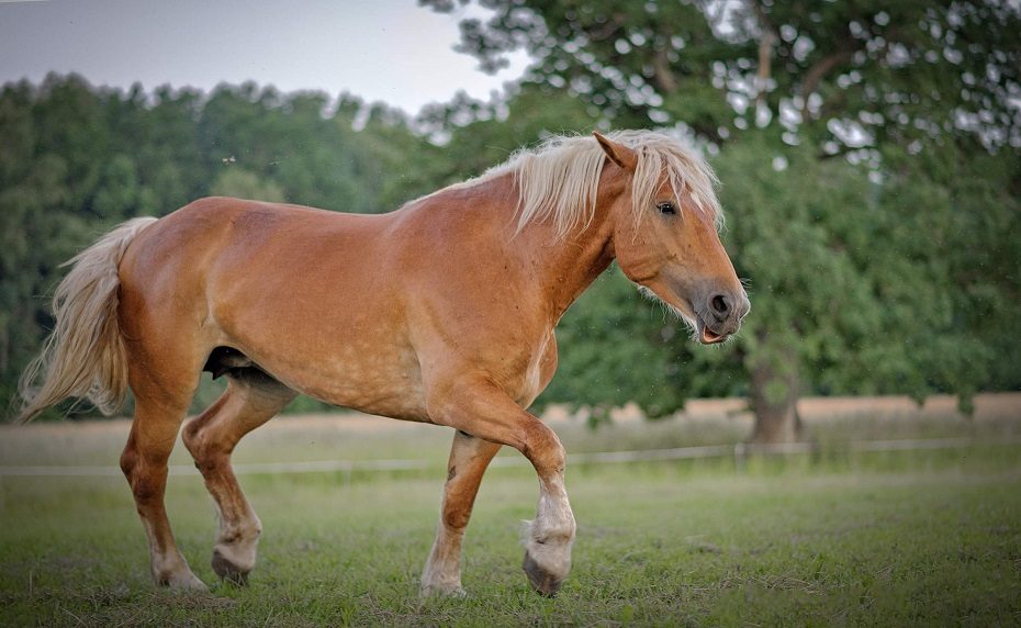 Lietuvos liaudies buities muziejuje – Žirgo metams skirta popietė