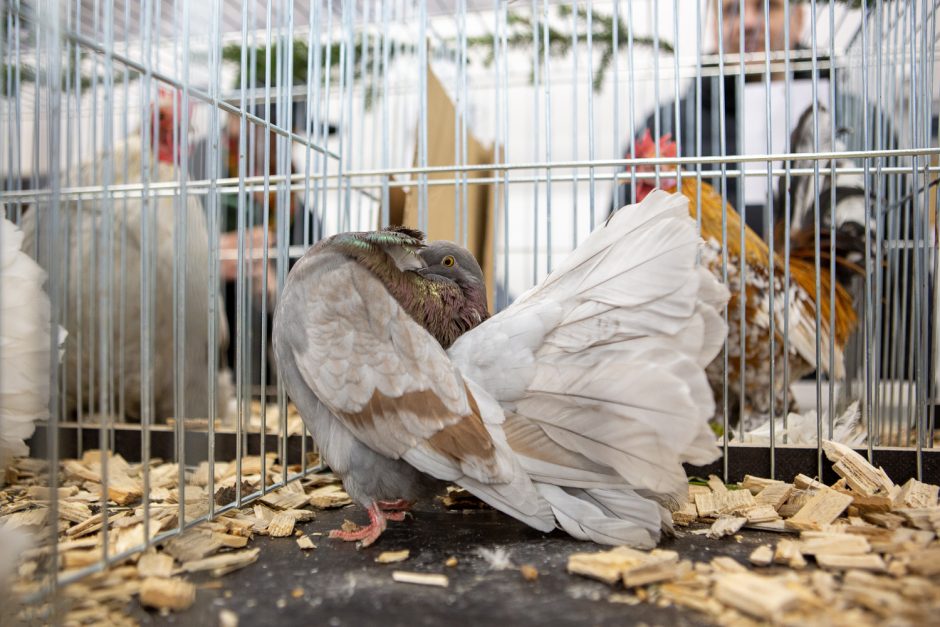 Savaitgalį Kaune – proga pasidairyti į išskirtinių veislių paukščius