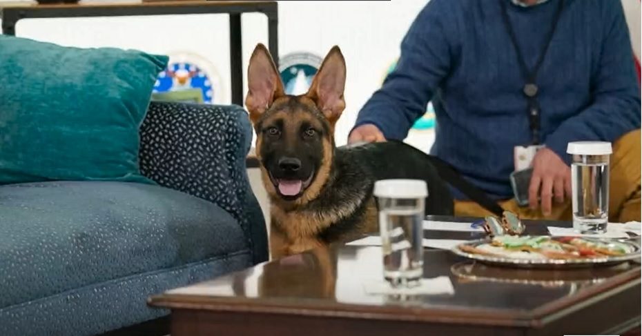 J. Bideno šunys garsėja blogu elgesiu: pareigūnams jie kelia šiurpą