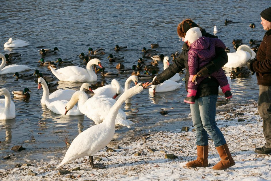 Įspėja: vandens paukščius lesinti galima tik tam tikru laiku