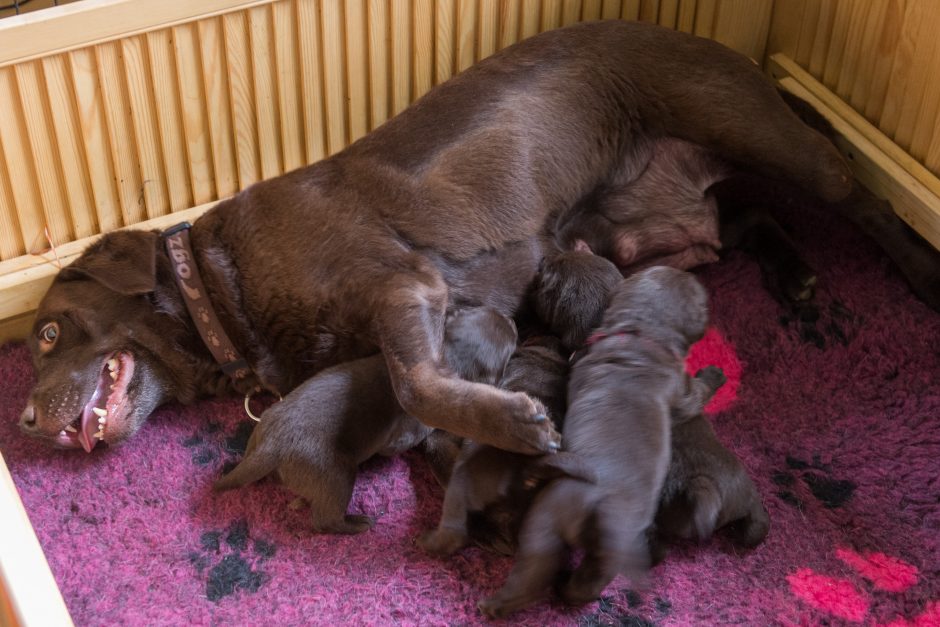 Miestiečiai, per meilę gyvūnams atradę gyvenimo džiaugsmą: žaidžiame kaimą