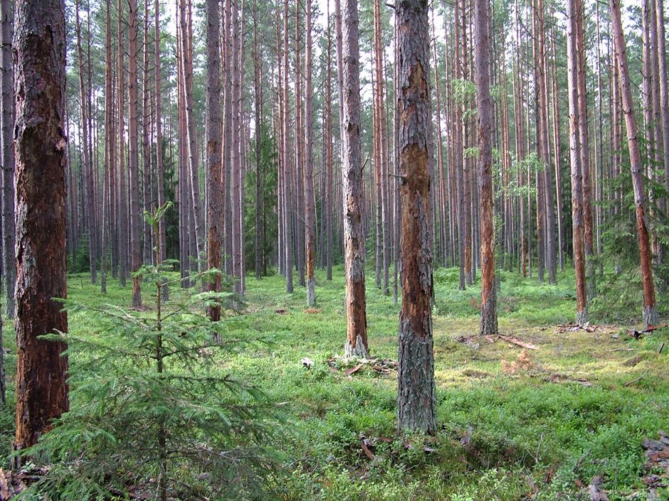 Džiūstantys eglynai – vabzdžių atakų pasekmė