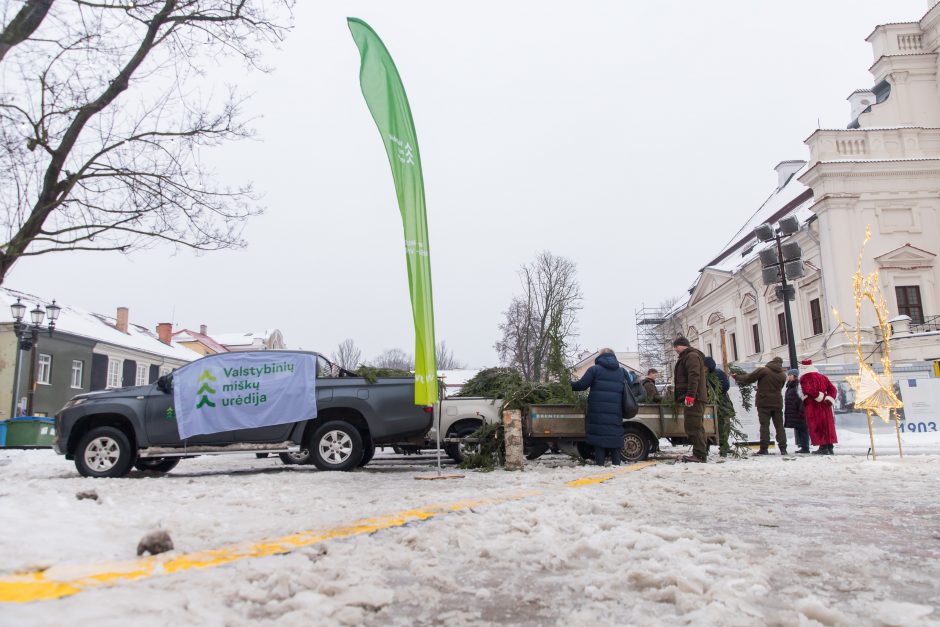 Tūkstančiai kauniečių į namus parsinešė mišku kvepiančias Kalėdas