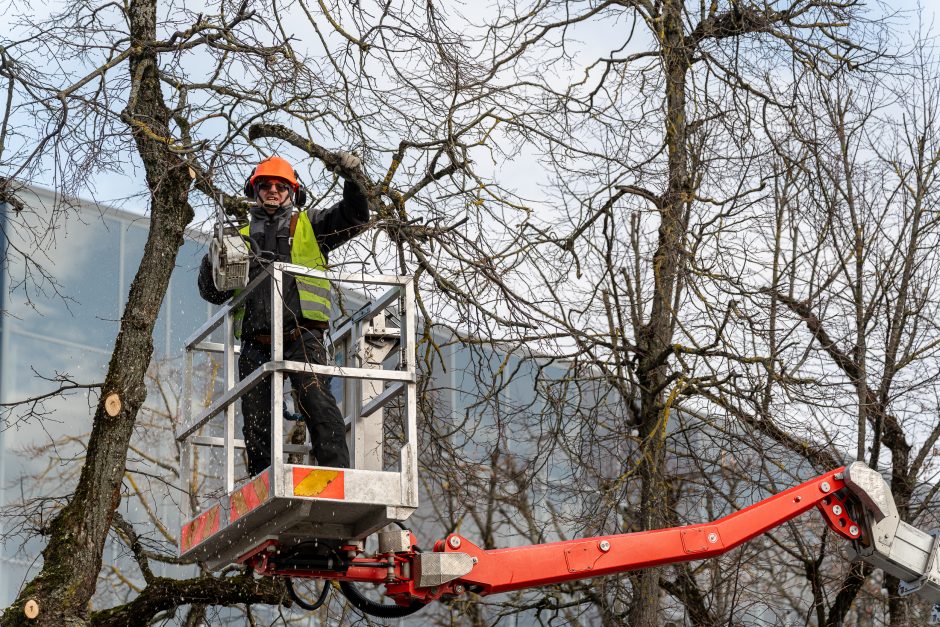 Laisvės alėjoje kertamos liepos traukia praeivių dėmesį