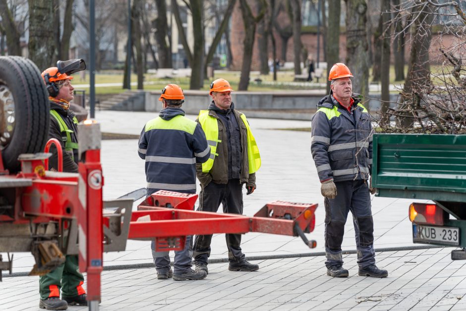 Laisvės alėjoje kertamos liepos traukia praeivių dėmesį