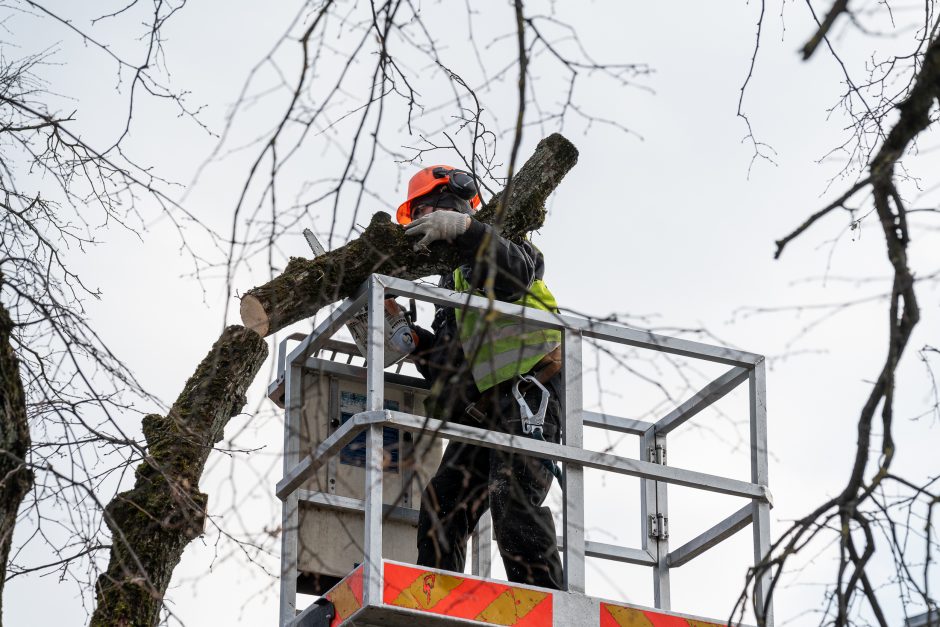 Laisvės alėjoje kertamos liepos traukia praeivių dėmesį