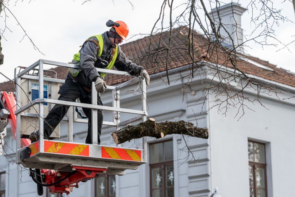 Laisvės alėjoje kertamos liepos traukia praeivių dėmesį