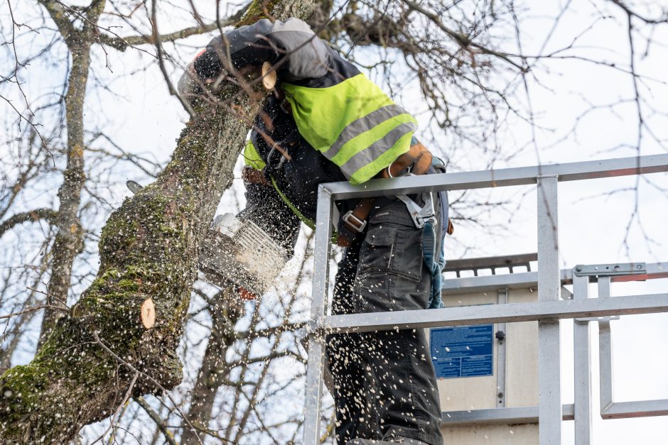 Laisvės alėjoje kertamos liepos traukia praeivių dėmesį