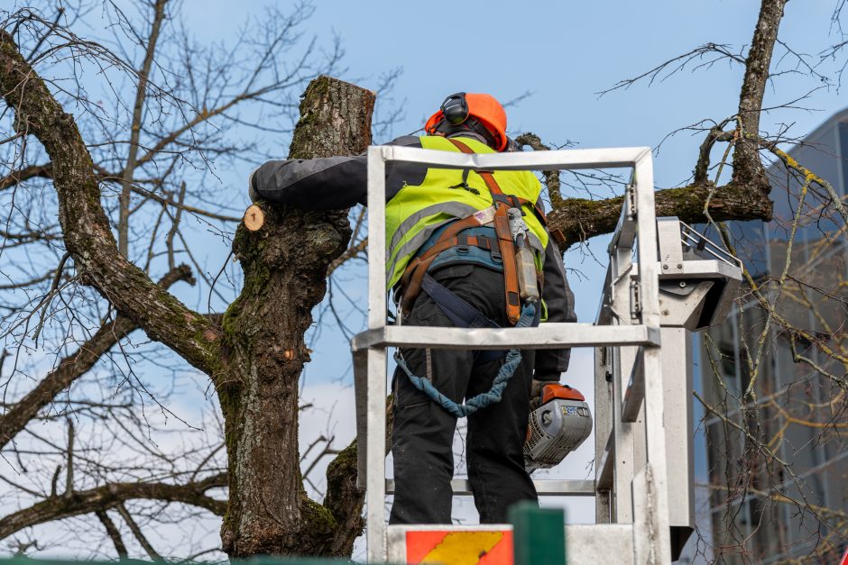 Laisvės alėjoje kertamos liepos traukia praeivių dėmesį