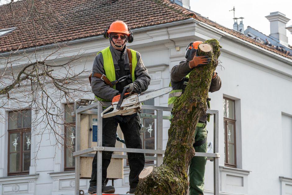 Laisvės alėjoje kertamos liepos traukia praeivių dėmesį