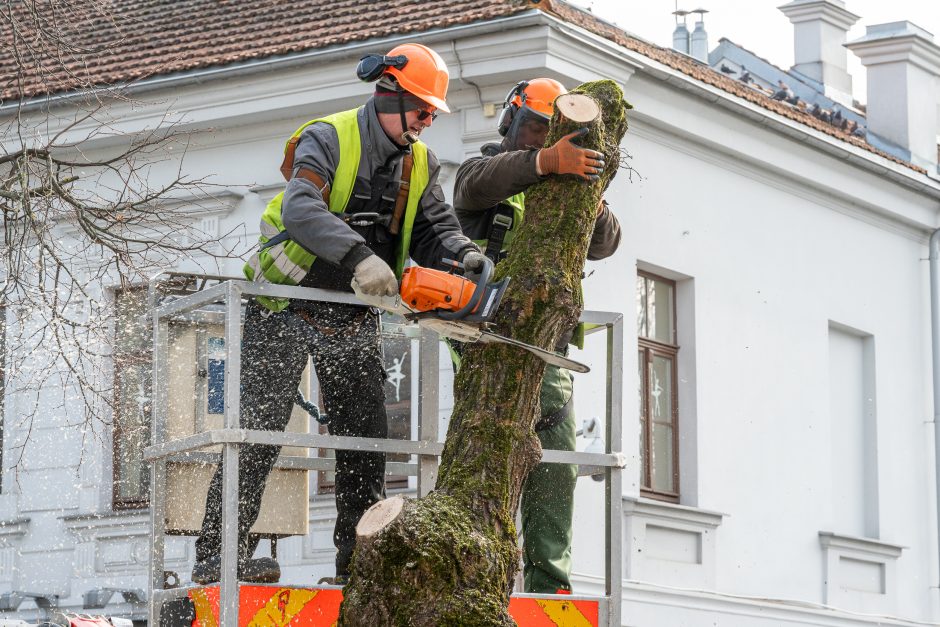 Laisvės alėjoje kertamos liepos traukia praeivių dėmesį