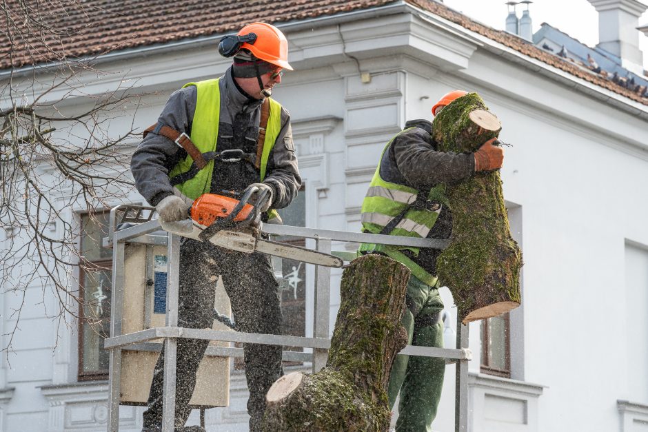 Laisvės alėjoje kertamos liepos traukia praeivių dėmesį