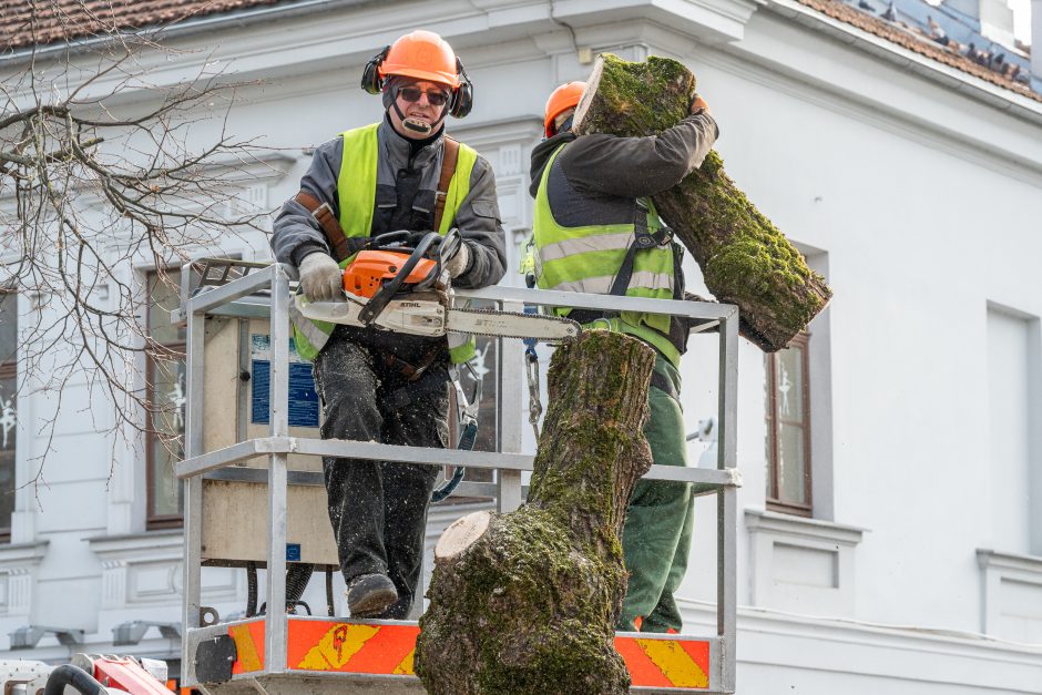 Laisvės alėjoje kertamos liepos traukia praeivių dėmesį