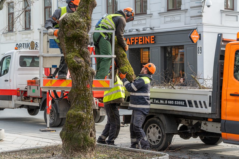 Laisvės alėjoje kertamos liepos traukia praeivių dėmesį