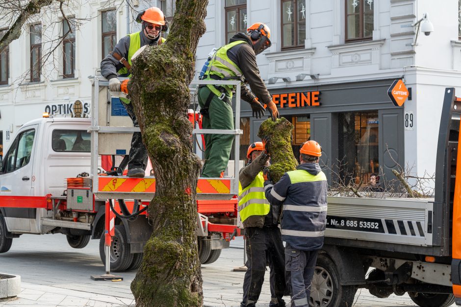 Laisvės alėjoje kertamos liepos traukia praeivių dėmesį