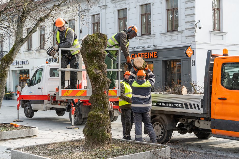 Laisvės alėjoje kertamos liepos traukia praeivių dėmesį