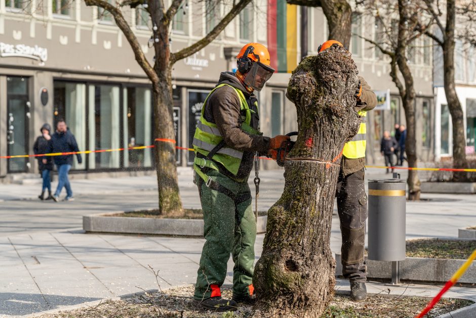 Laisvės alėjoje kertamos liepos traukia praeivių dėmesį