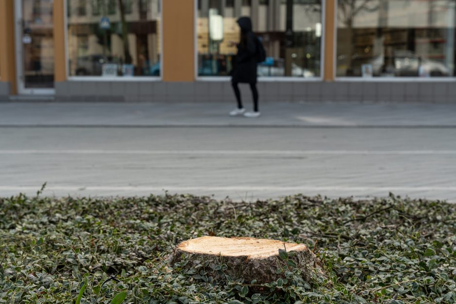 Laisvės alėjoje kertamos liepos traukia praeivių dėmesį