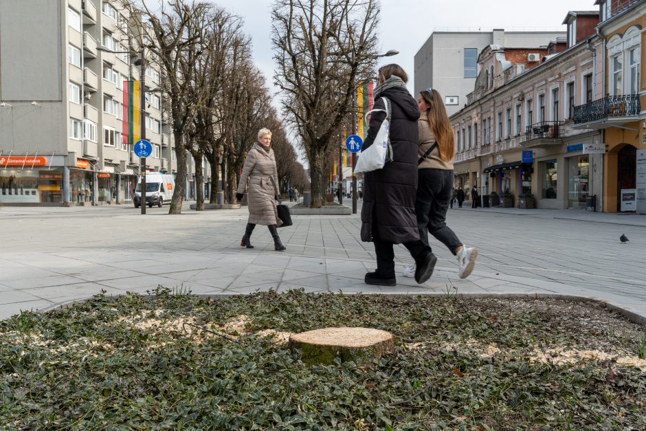 Laisvės alėjoje kertamos liepos traukia praeivių dėmesį