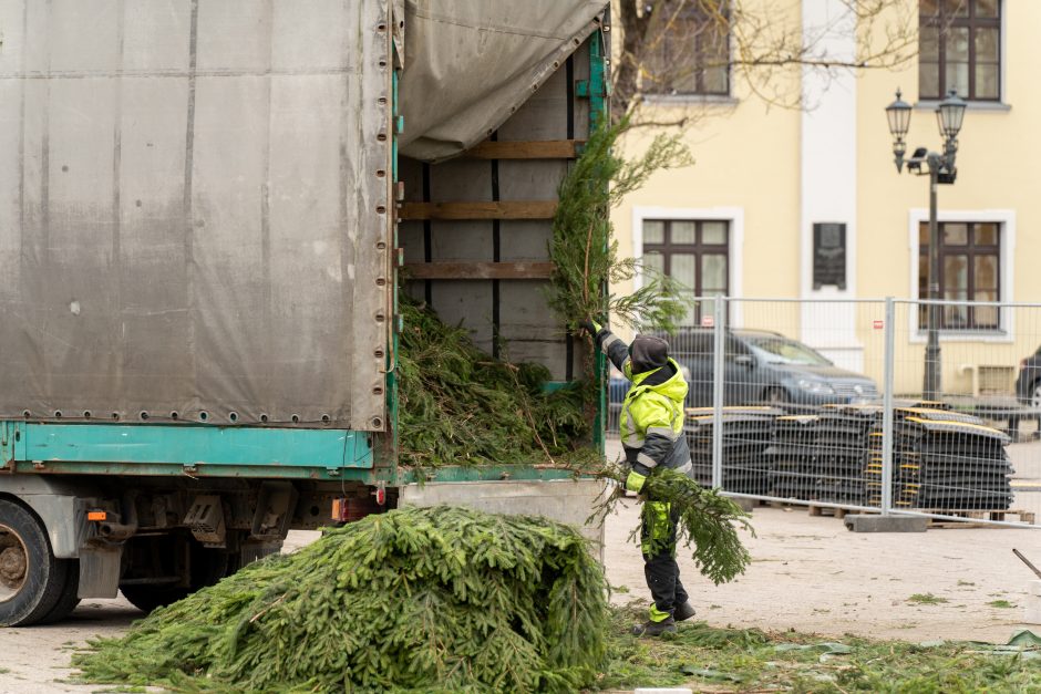 Kauno eglė jau pasirodė visu gražumu: ką mano miestiečiai?