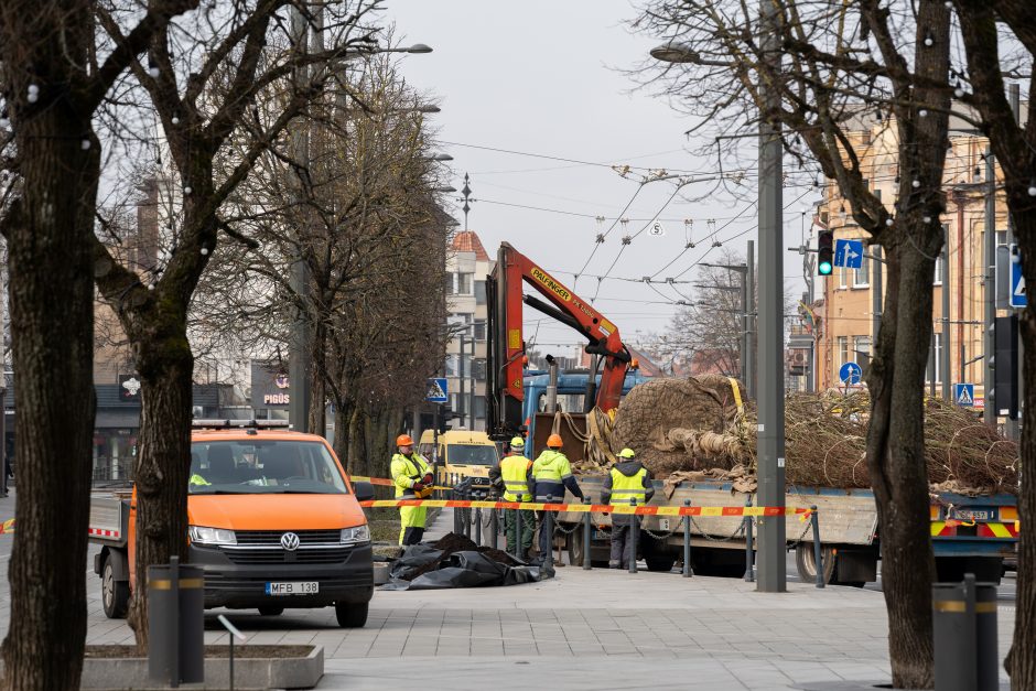 Laisvės alėjoje pradėtos sodinti liepos: Vokietijoje jos augintos apie 20 metų