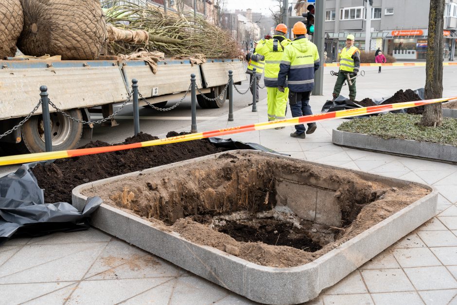 Laisvės alėjoje pradėtos sodinti liepos: Vokietijoje jos augintos apie 20 metų