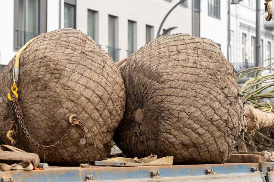 Laisvės alėjoje pradėtos sodinti liepos: Vokietijoje jos augintos apie 20 metų