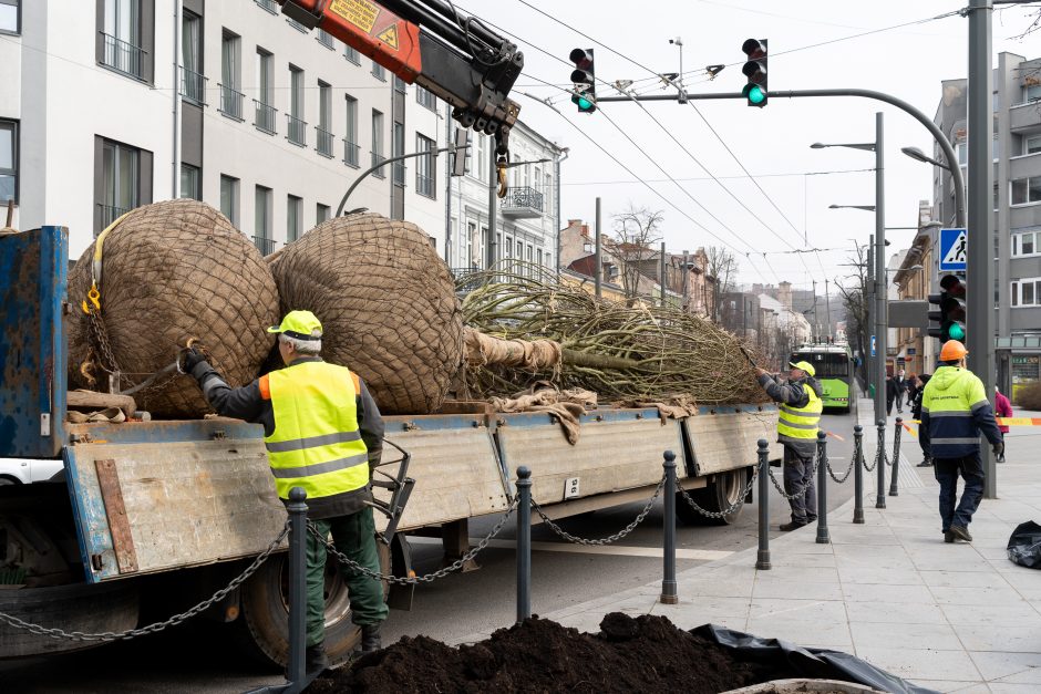 Laisvės alėjoje pradėtos sodinti liepos: Vokietijoje jos augintos apie 20 metų