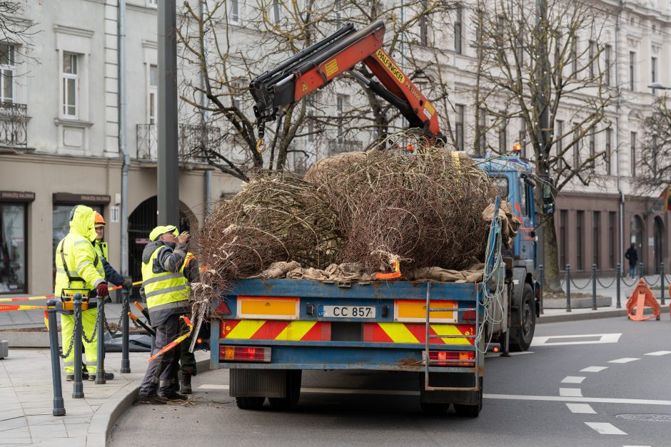 Laisvės alėjoje pradėtos sodinti liepos: Vokietijoje jos augintos apie 20 metų