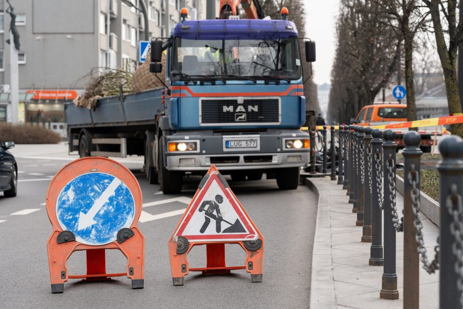 Laisvės alėjoje pradėtos sodinti liepos: Vokietijoje jos augintos apie 20 metų