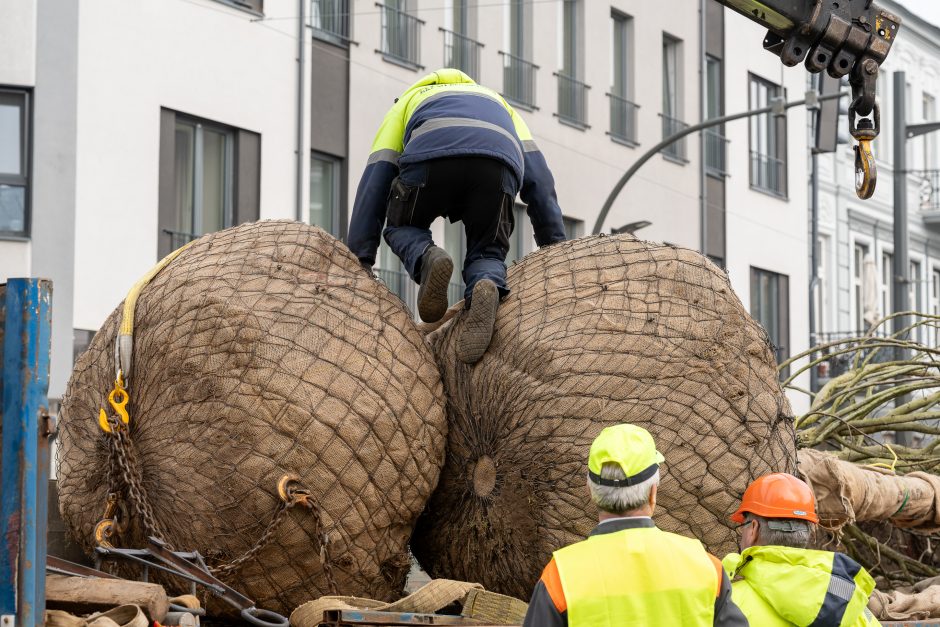 Laisvės alėjoje pradėtos sodinti liepos: Vokietijoje jos augintos apie 20 metų