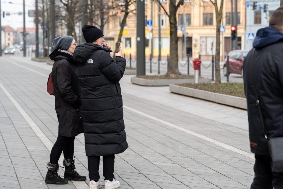 Laisvės alėjoje pradėtos sodinti liepos: Vokietijoje jos augintos apie 20 metų