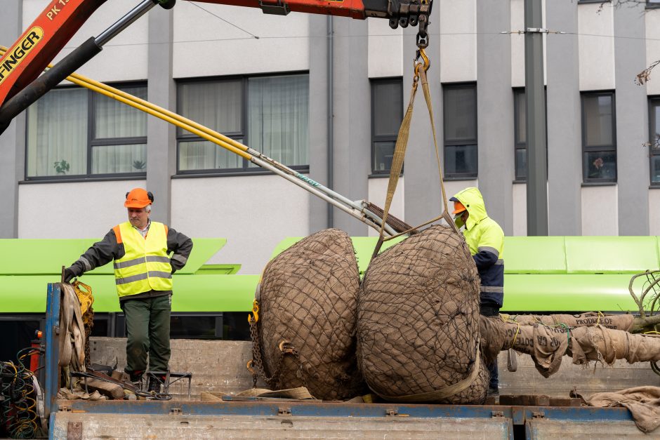 Laisvės alėjoje pradėtos sodinti liepos: Vokietijoje jos augintos apie 20 metų