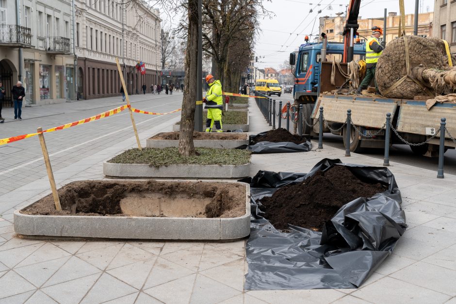 Laisvės alėjoje pradėtos sodinti liepos: Vokietijoje jos augintos apie 20 metų