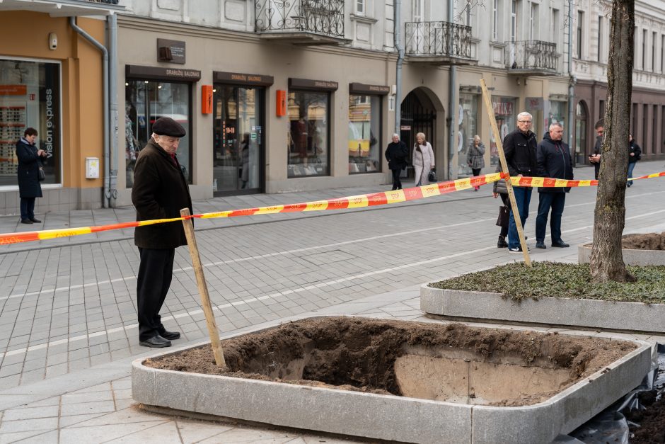 Laisvės alėjoje pradėtos sodinti liepos: Vokietijoje jos augintos apie 20 metų